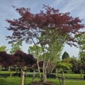 Acer palmatum 'Trompenburg' - Foto 4