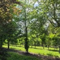 Fagus sylvatica - 3