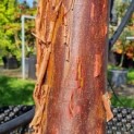 Acer griseum - 1
