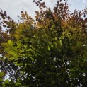 Fagus sylvatica 'Atropunicea' - Foto 1