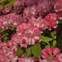 Rhododendron Yakushimanum 'Fantastica' - Foto 2
