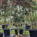 Acer palmatum 'Bloodgood' - Foto 3