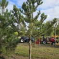 Pinus nigra 'Robusta' - 2