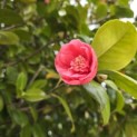 Camellia japonica - 1
