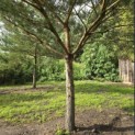 Pinus sylvestris - 2