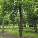 Liriodendron tulipifera - 1