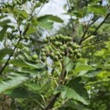 Sorbus 'Intermedia' - Foto 2