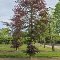 Fagus sylvatica 'Atropunicea' - 3