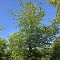 Fagus sylvatica - 4