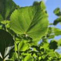 Tilia x europaea 'Euchlora' - zomerblad klimlinde
