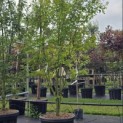 Acer palmatum 'Orange Dream' - 3