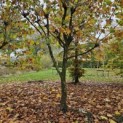 Platanus x hispanica - november 2024