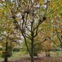 Platanus x hispanica - 1