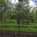 Malus domestica 'Notarisappel' - Foto 2