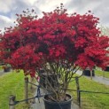 Rododendron Azalea 'Stewartstonian' - 1