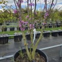 Cercis siliquastrum - 1