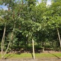 Juglans regia 'Coenen'' - 2