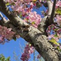 Malus floribunda - 4