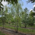 Salix x sepulcralis 'Chrysocoma' - Foto 1