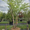 Betula nigra - 1