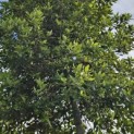 Quercus ilex - 5