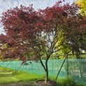 Acer palmatum 'Trompenburg' - Foto 3