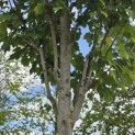 Acer rubrum 'Summer Red' - 1