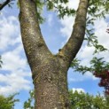 Gleditsia triachantos 'Sunburst' - Foto 2