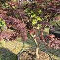 Acer palmatum 'Bloodgood' - 3