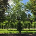 Fagus sylvatica - 2