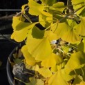 Ginkgo biloba fastigiata 'Blagon' - impressie herfst blad