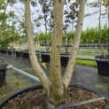 Catalpa bignonioides 'Aurea' - 1