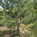 Pinus nigra subsp. Nigra - 1