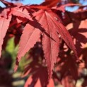 Acer palmatum 'Atropurpureum' - Foto 1