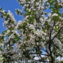 Malus 'Red Sentinel' - 3