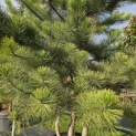 Pinus nigra 'Nigra' - 7
