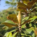 Magnolia grandiflora 'Galissonnière' - 7