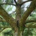 Pinus nigra - Foto 4