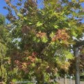 Acer shirasawanum 'Jordan' - september blad