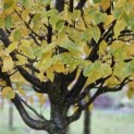 Carpinus betulus 'Frans Fontaine'   (Fastigiata) - 1