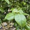 Camellia japonica - 2