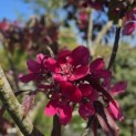 Malus 'Profusion' - 3