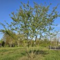 Amelanchier lamarckii - Foto 2