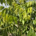 Carya illinoinensis 'Choctaw' - Foto 2