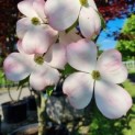 Cornus 'Stellar Pink' - Foto 2