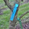 Prunus domestica 'Bleue de Belgique' - 1