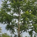 Juglans Nigra - 5