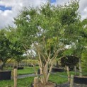 Heptacodium miconioides - Foto 6
