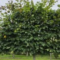 Carpinus betulus - Foto 7
