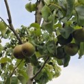 Pyrus c. 'Noordhollandse Suikerpeer' - 2
